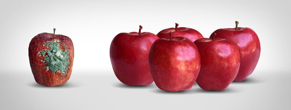 Loneliness And Shorter Lifespan and social isolation resulting in faster aging as  a metaphor for a bad apple with apples one isolated fruit rotting alone while the group of healthy apples is thriving