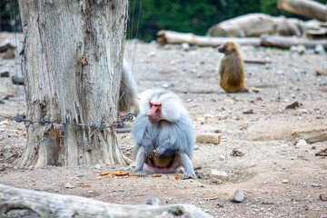 Fototapeta premium Hamadryas baboon male sitting on dusty ground, eating food scraps from his hand while another baboon watches near a tree trunk in a zoo enclosure, daytime scene