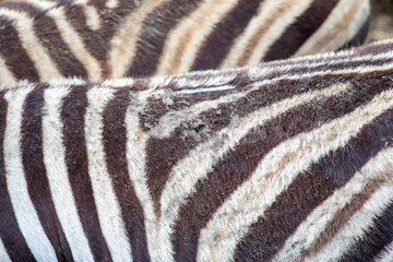 Naklejka premium Zebra skin pattern on animal fur, showing textured black and white stripes and natural camouflage, a unique wildlife texture background