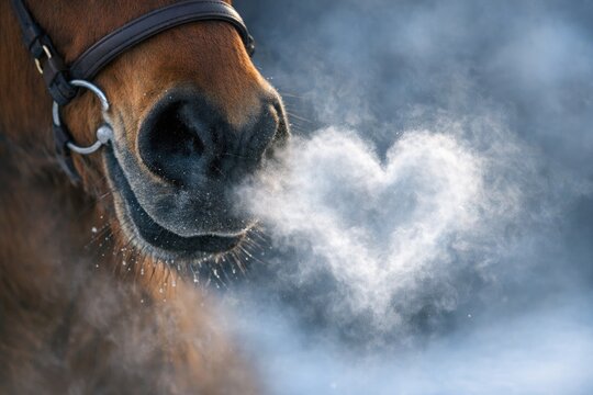 A close-up shot of a horse's nose with visible steam emitted from the nostrils, perfect for animal-themed or winter-related projects