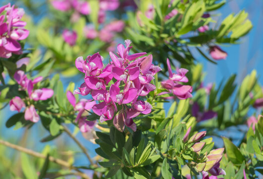 Sweet pea bush flowers blooming in sunlight Polygala myrtifolia