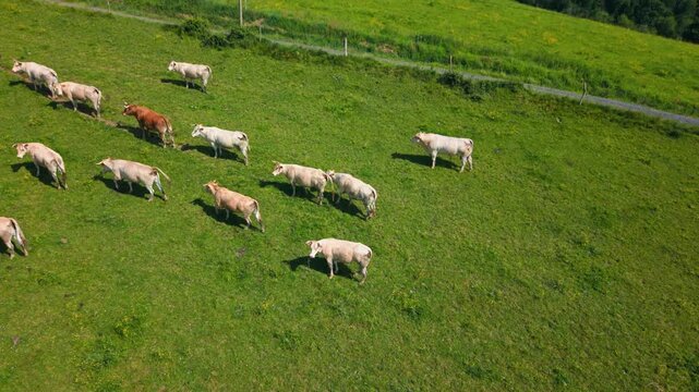 Experience peaceful moments as cows roam freely in lush green fields under a bright sky in the heart of France
