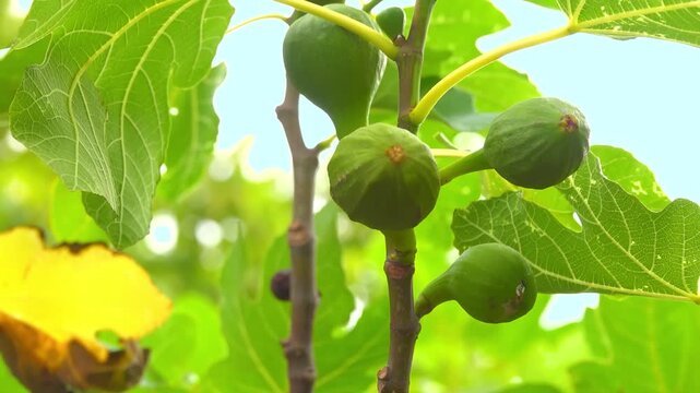 Green unripe fig fruits growing on branches with leaves against a sky background. Nature agriculture botanical summer garden scene