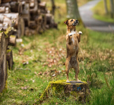 Small terrier dancing in the forest
