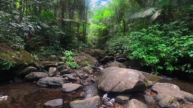 Rocky stream bed in El Yunque rainforest Puerto Rico surrounded by dense tropical greenery