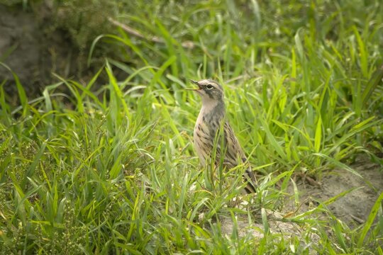Rosy Pipit (Anthus roseatus) calling in grassland at Manas National Park, Assam, India