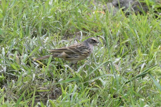 Rosy Pipit (Anthus roseatus) calling in grassland at Manas National Park, Assam, India