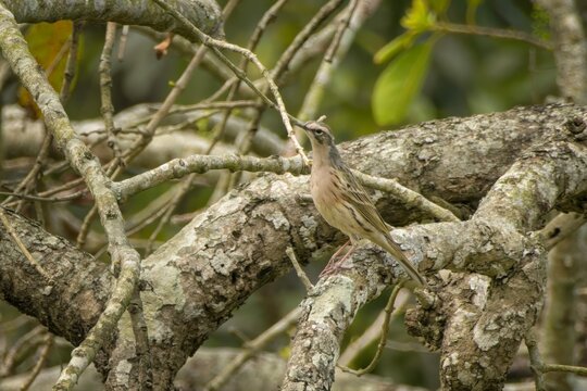 Rosy Pipit perched on tree branch in forest habitat, Manas, Assam, India.