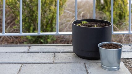 Naklejka premium Green seedlings sprout in a black pot, with a silver bucket of soil, on a grey balcony with a white railing and blurred green background, representing new life and urban gardening
