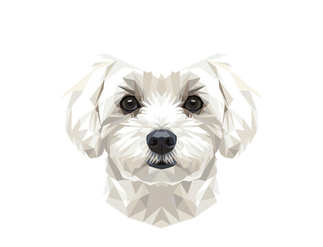 Cute White Maltese Puppy Dog Head Portrait