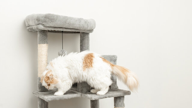 Fluffy white cat with orange markings exploring a multi-level cat tree in a bright indoor setting with a plain white wall