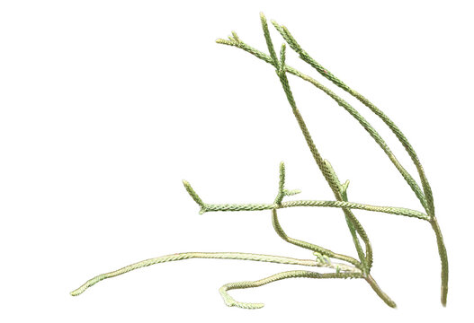 rare clubmoss isolated on Transparent background 