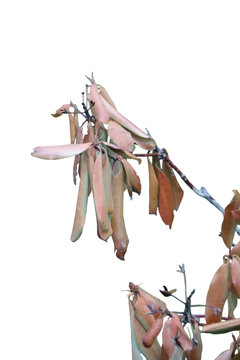 a rhododendron bush with dead leaves isolated on Transparent background 