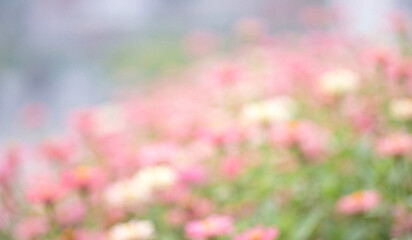 Fototapeta premium A soft focus image of a beautiful flower garden filled with various pink and white blooms, creating a serene and colorful floral scene.