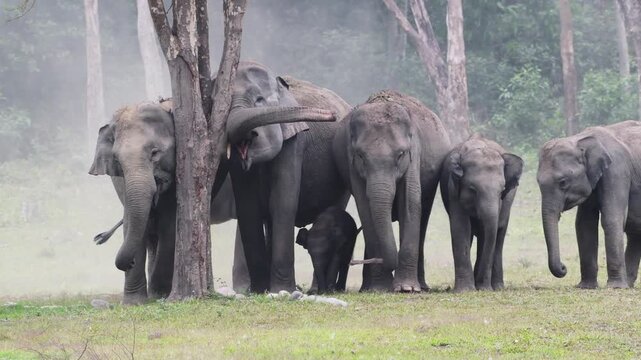 Asian Elephant herd dust bathing in forest at Manas National Park, Assam, India