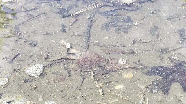 tadpoles swimming in a pond