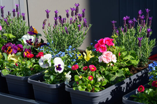 A composition of flowering plants grown in containers