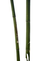 Fototapeta premium two green bamboo shoots isolated on Transparent background 