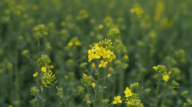 Rape Portrait Rapeseed Stalk In Field, Middistance View Showing Dense Crop Rows And Emerging Yellow Cluster, Soft Depth Of Field Isolates Subject While Abundant Foliage Fills Background, Calm