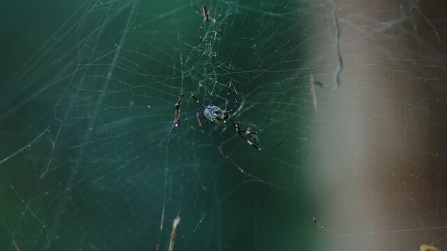Spider Web Macro Detail with Insect in Natural Habitat