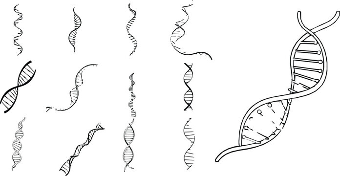 DNA Helix Twisted Ladder Outline