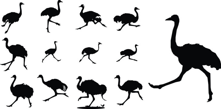 Running Emu Long Legs Silhouette