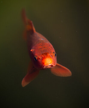 Cyprinus carpio - common carp in a pond