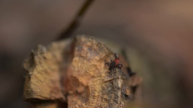 Red and black tick on tree bark close up