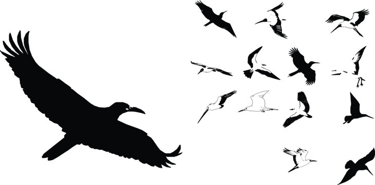Frigatebird Outline Long Wings Icon