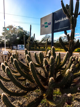 Entrance sign of the Embrapa Semi-Arido agricultural research unit, surrounded by native Mandacaru and Xique-Xique cacti, symbols of the dry Caatinga landscape 