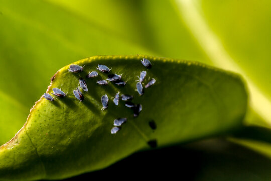 Asian Citrus Psyllid Colony on a Leaf. - A macro shot of a colony of Asian citrus psyllids (Diaphorina citri) on a citrus leaf. 