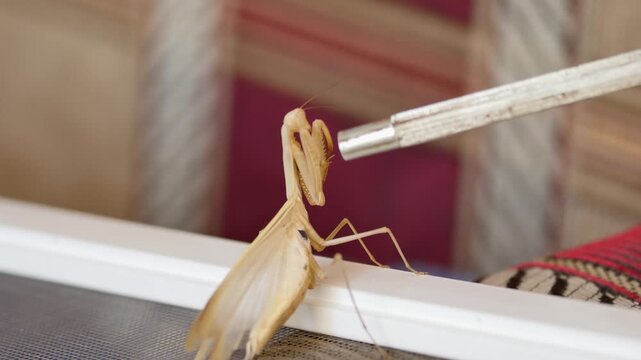 Accelerated footage of a pregnant brown mantis exhibiting aggressive territorial behavior and defensive displays against an iron tool indoors.
