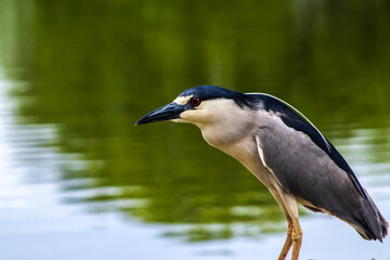 Obraz premium A Black-crowned Night-Heron (Nycticorax nycticorax) stands on a grassy bank. This nocturnal bird, with its striking black, white, and grey plumage, is a common sight in wetlands worldwide.