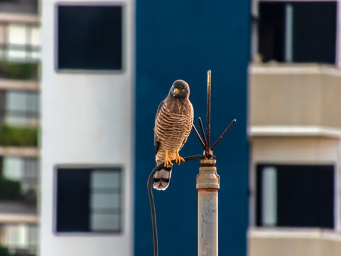A Roadside Hawk (Rupornis magnirostris) is perched on an antenna, set against a blurred urban backdrop.
