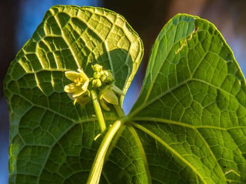 Detailed view of a chayote vine (Sechium edule) featuring small yellow flowers and curly tendrils against a blue sky. 