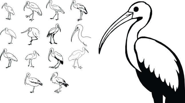 Ibis Bird Outline Curved Beak Icon