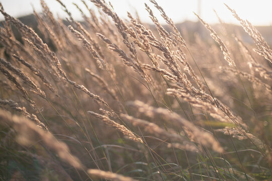 Golden meadow grasses leaning in wind at a sunset