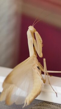 High-angle vertical footage of a large female mantis with a swollen abdomen, flared wings, and raised raptorial legs defending itself against a silver tool.