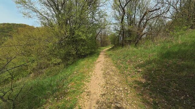Dirt path winds through green trees and grass. Mount Ozren, Sokobanja, Serbia