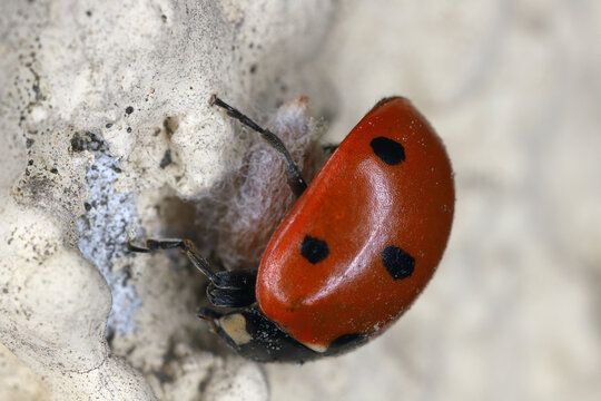 Ladybird host of Dinocampus coccinellae turning into a temporary zombie guarding the wasp cocoon.