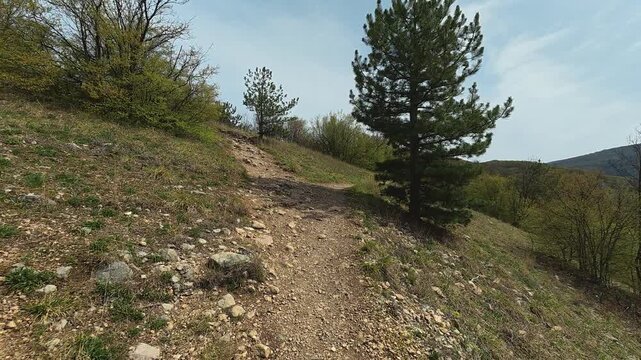 Dirt trail winds uphill through sparse forest. Mount Ozren, Sokobanja, Serbia