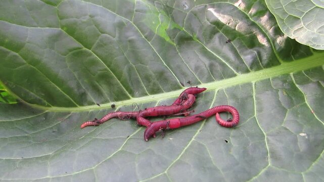  Eisenia foetida Red dung worms from biohumus close-up biohumus