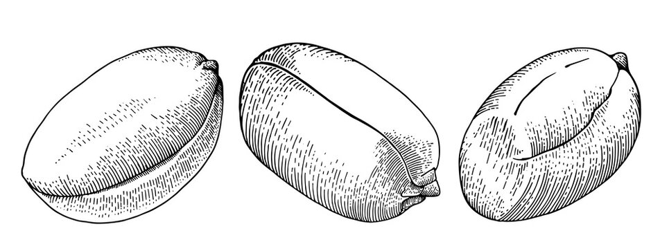 Set of hand drawn peanut kernels isolated on white background, vintage engraving style vector