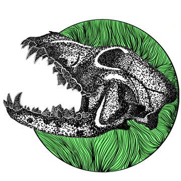 Dog Skull With Hard Upper Jaw and Sharp Teeth