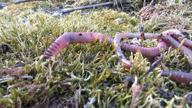  Lumbricina Earthworms and earthworms crawling on moss