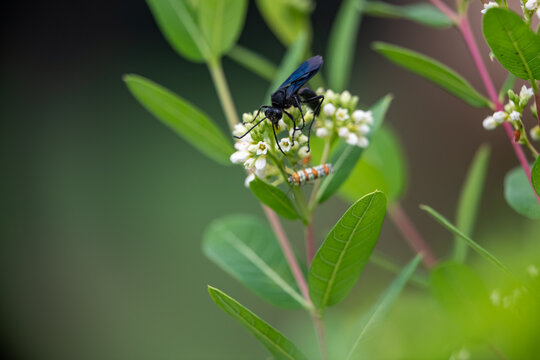 A Great Black wasp and an Ailanthus webworm moth forage together on the delicate white flowers of a Spreading Dogbane plant
