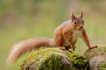 Obraz premium Red Squirrel in Hawes North Yorkshire. Cute Fluffy Wildlife Animal in Natural Woodland Habitat in the Yorkshire Dales England.