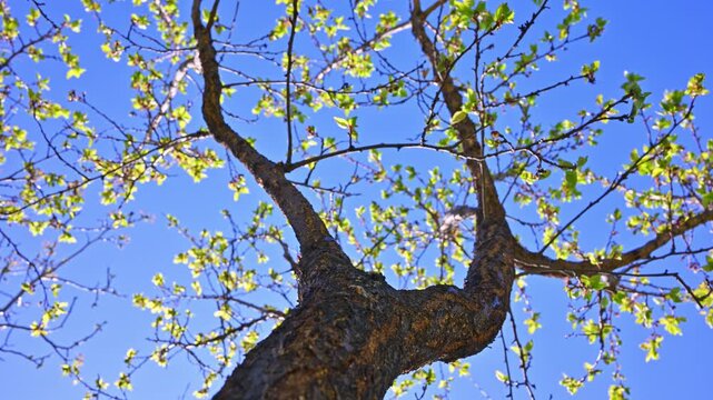 Tree branches with new green leaves against bright blue sky. View from below, showing textured bark and budding foliage. Sunlight highlights fresh growth on sturdy trunks