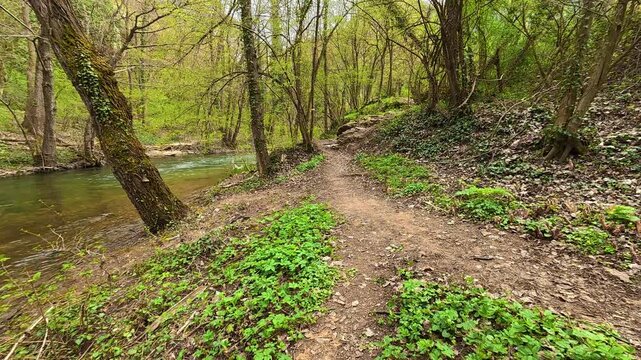 Woodland trail winds beside a clear, shallow stream. Mount Ozren, Sokobanja, Serbia