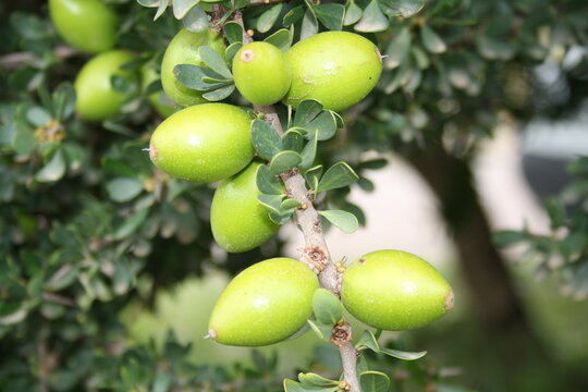 Argan fruit on tree branch in Morocco natural landscape
